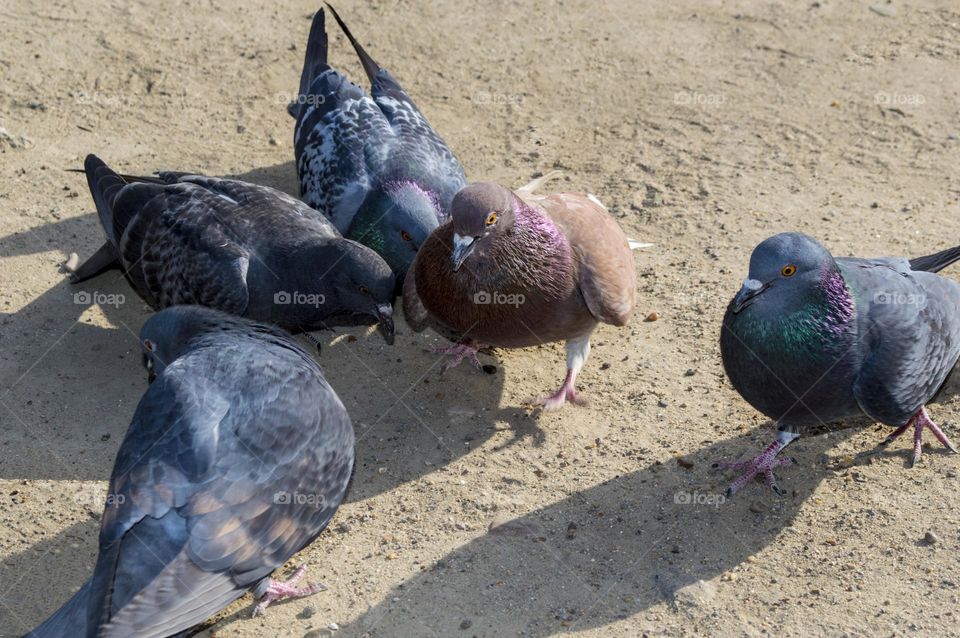 Pigeons.