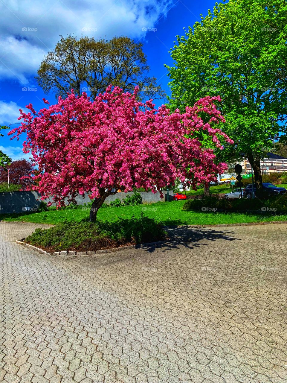Pink tree, Norway
