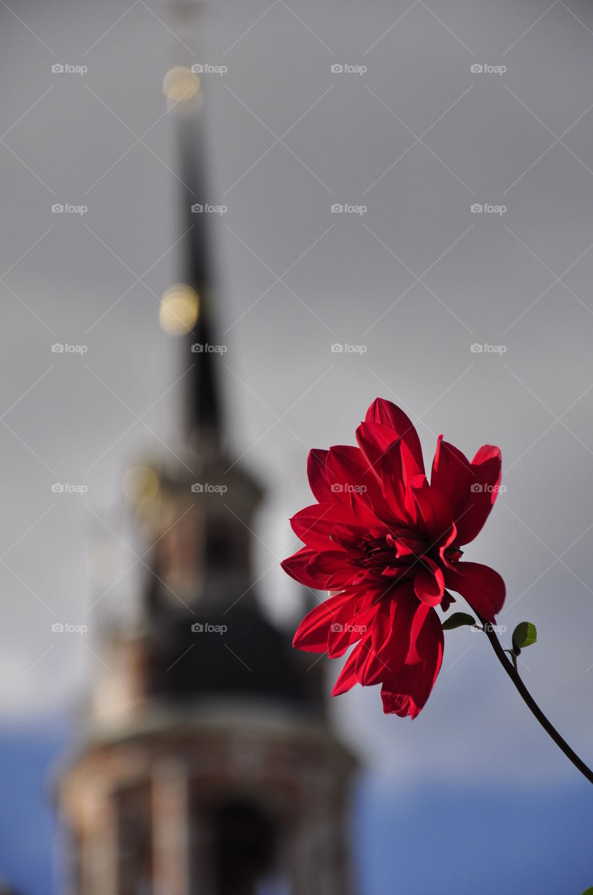 Beautiful red flower on the background of the spire of the Mozhaisk Kremlin