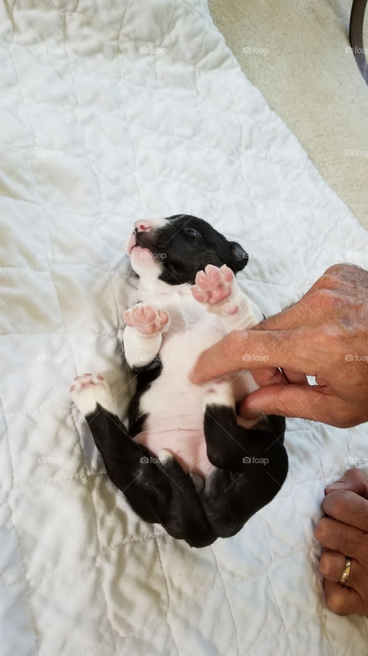 Baby Milli getting a tummy tickle