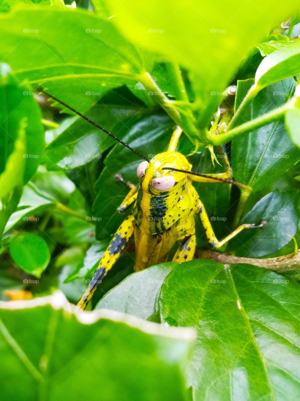 A grasshopper hiding behind the leaves.