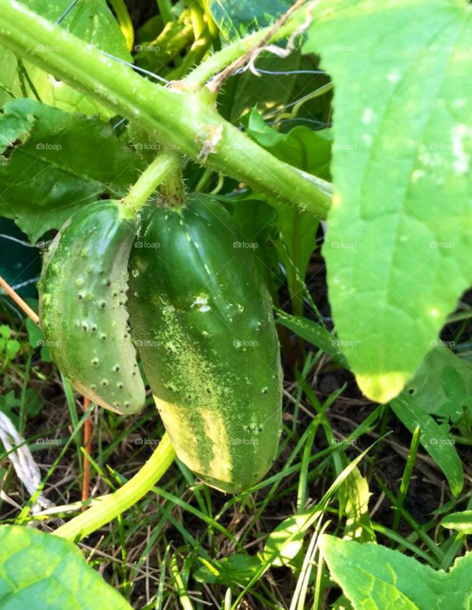 Cucumber pickles. Cucumber pickles growing on chicken wire fence , vertical growing.