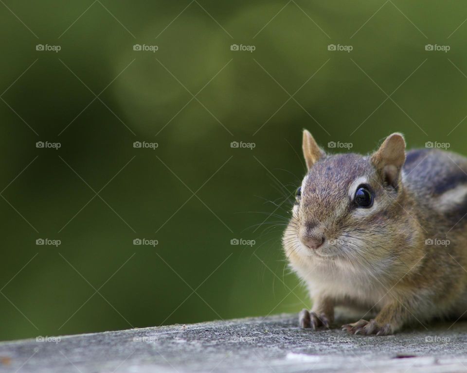 A Chipper Little Visitor 