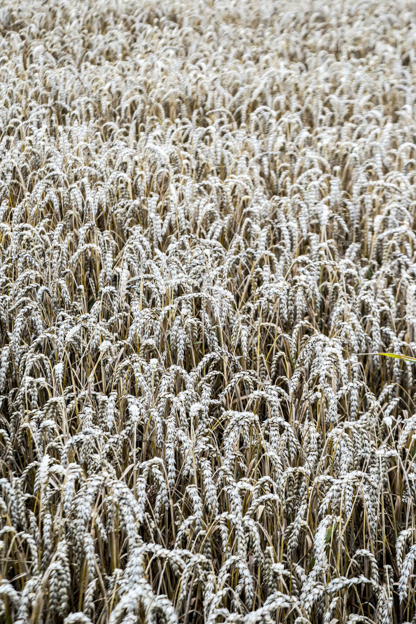 Wheat crops growing in field