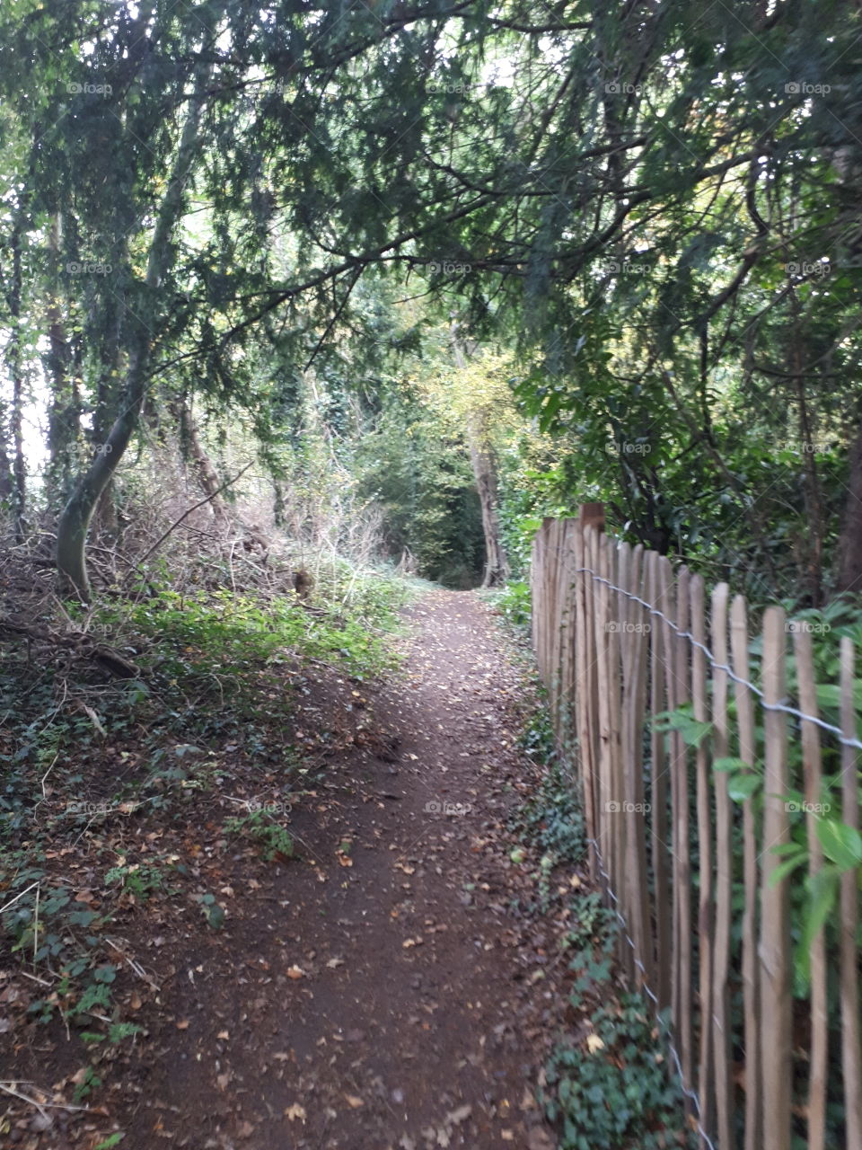 Wood, Landscape, Nature, Tree, Guidance