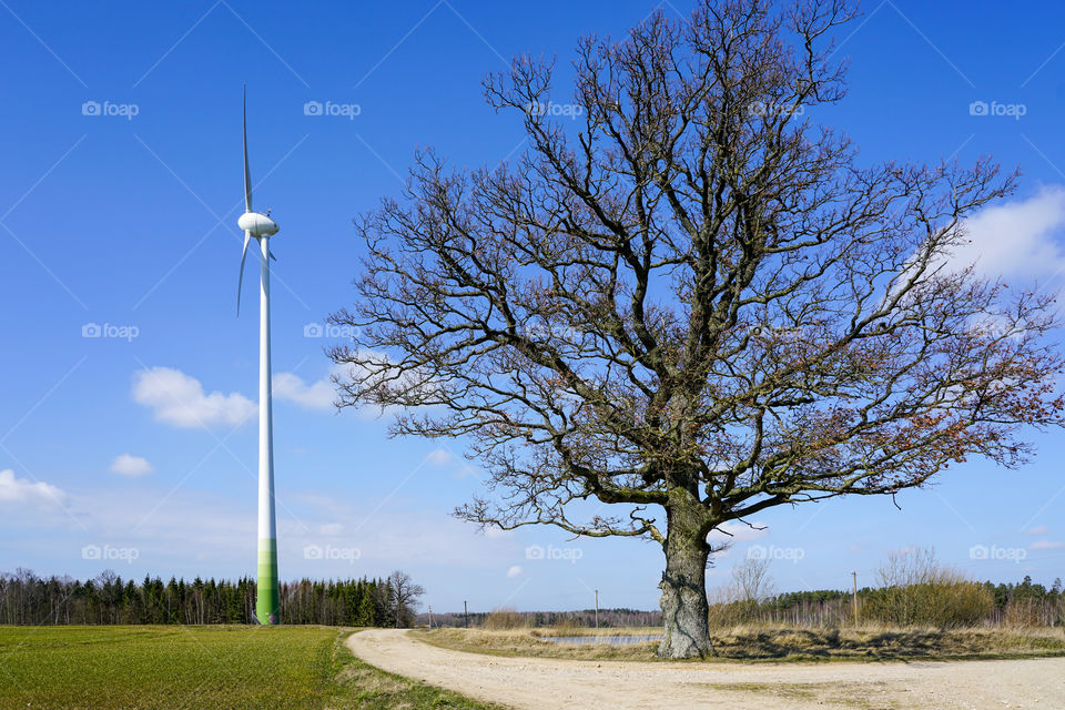 wind generator and large old oak without leaves