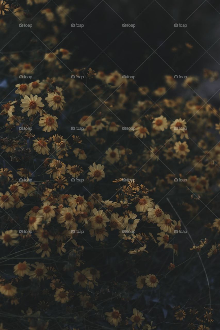 Yellow Flowers