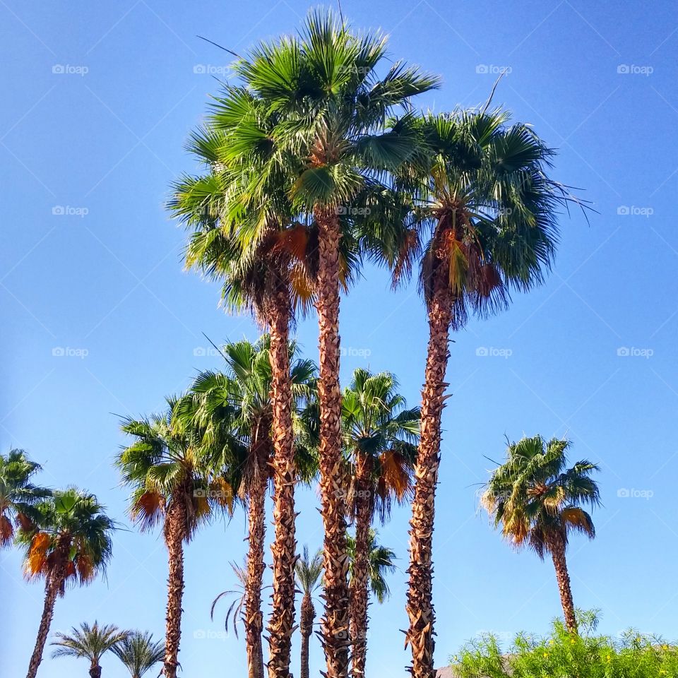 Palm trees. Palm trees in Palm Springs