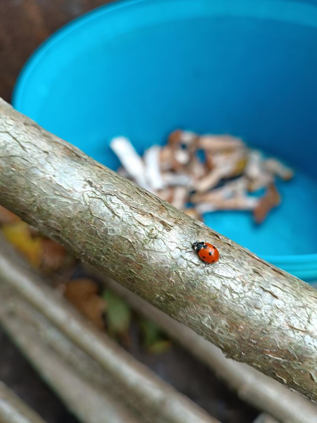 Лесная божья коровка🐞