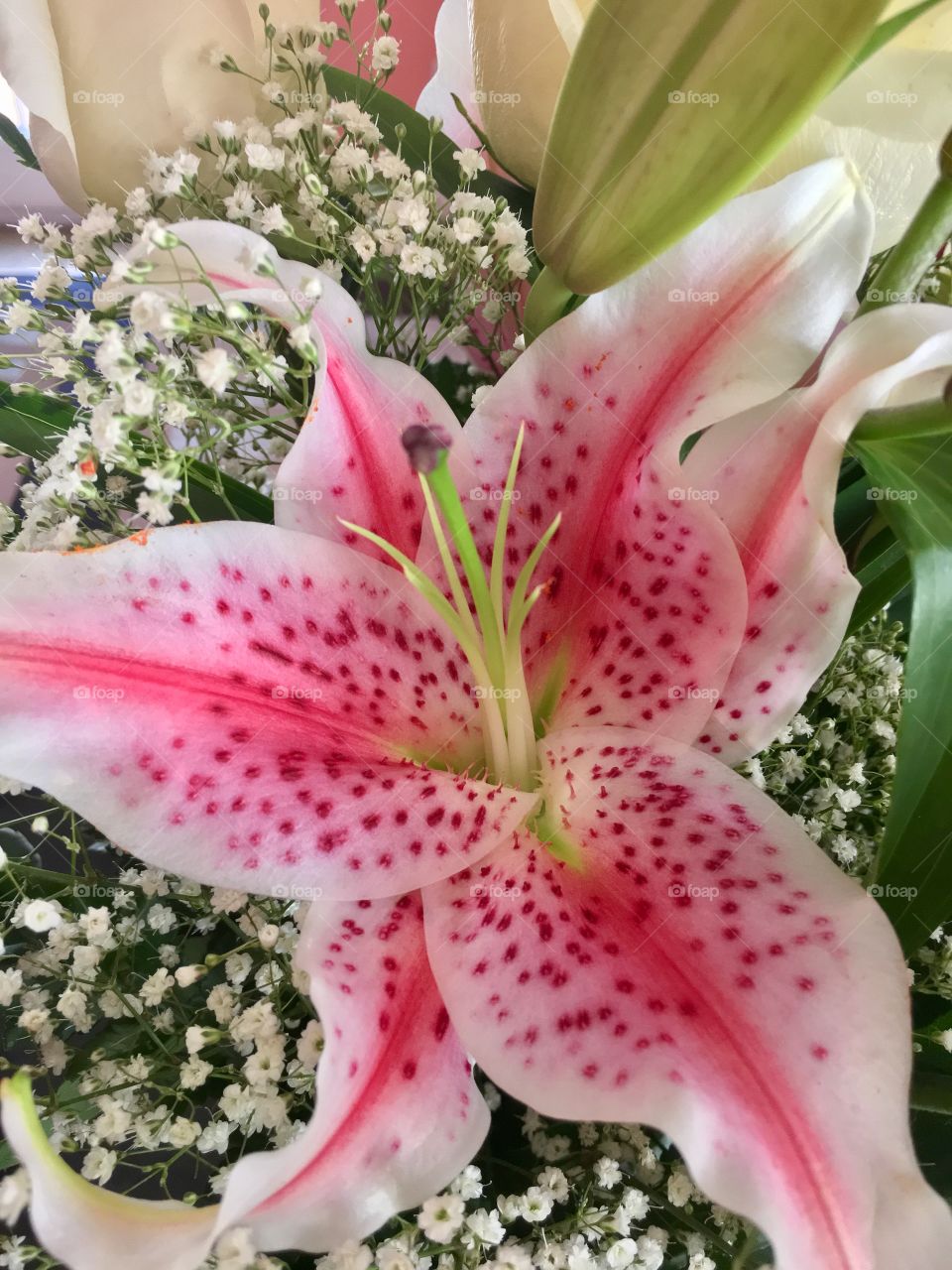 Speckled Lily 