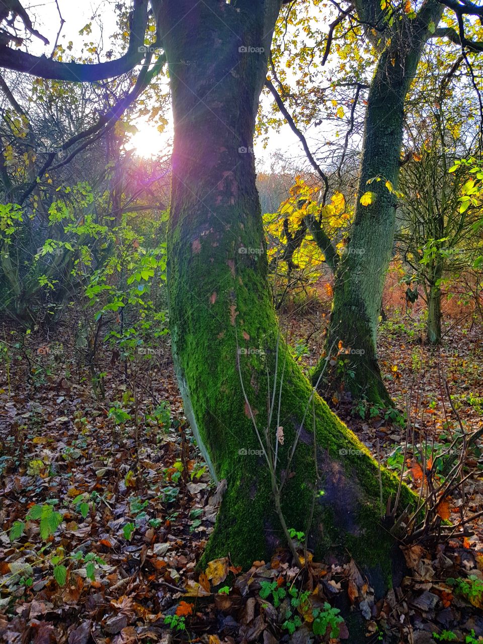 green moss tree eston hills
