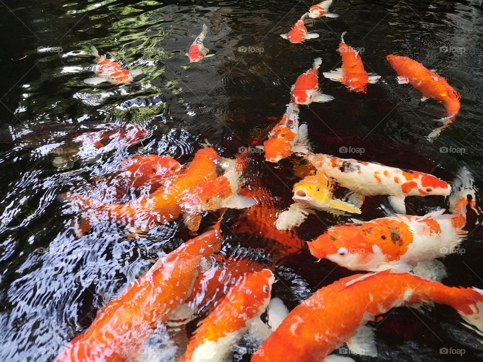 Fancy​ carp​ koi fish​