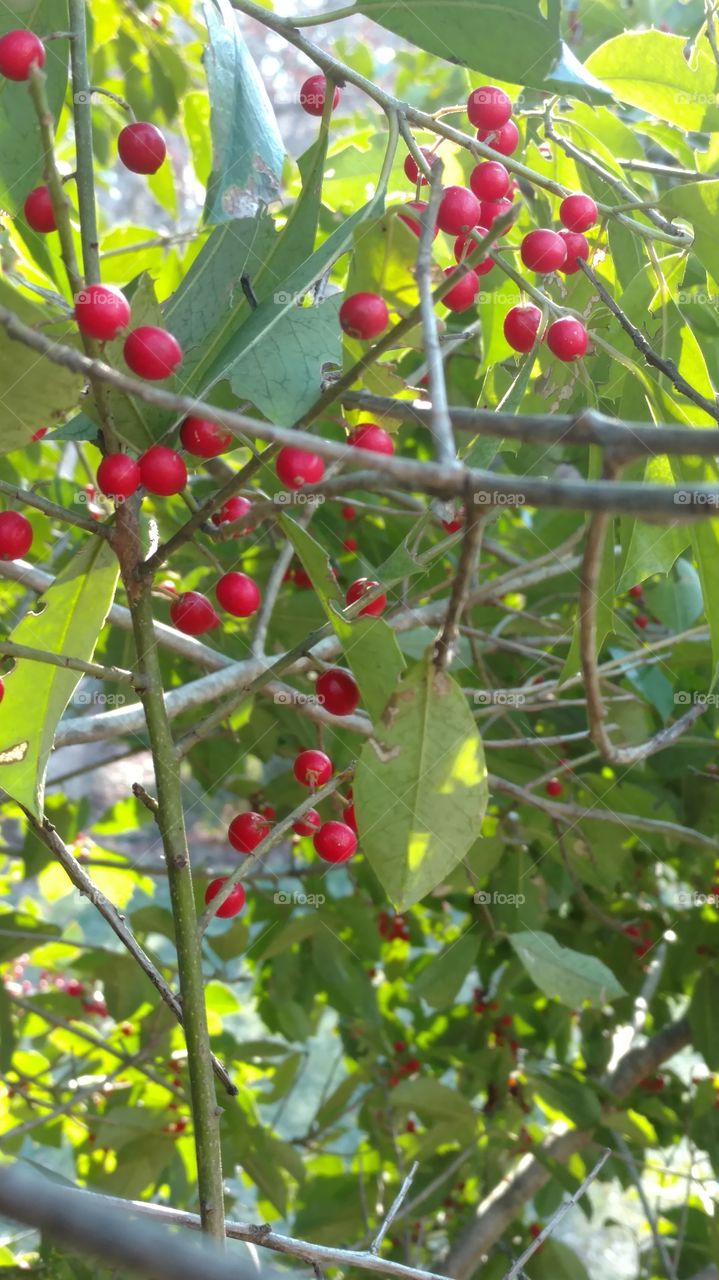 Fruit, Leaf, Nature, Pasture, Food