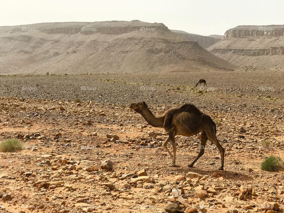 Moroccan Camel in the Anti-Atlas Mountains