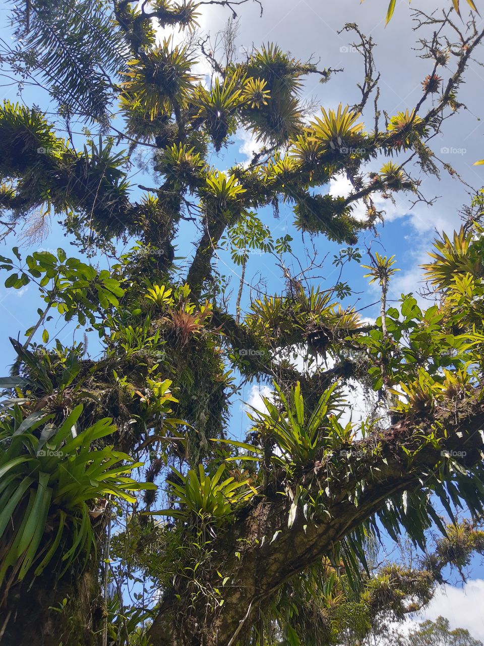 tree and blue skies