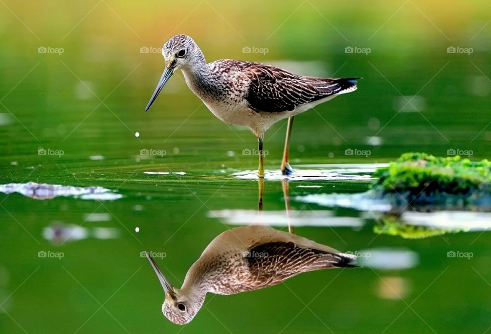 Bird reflection in water