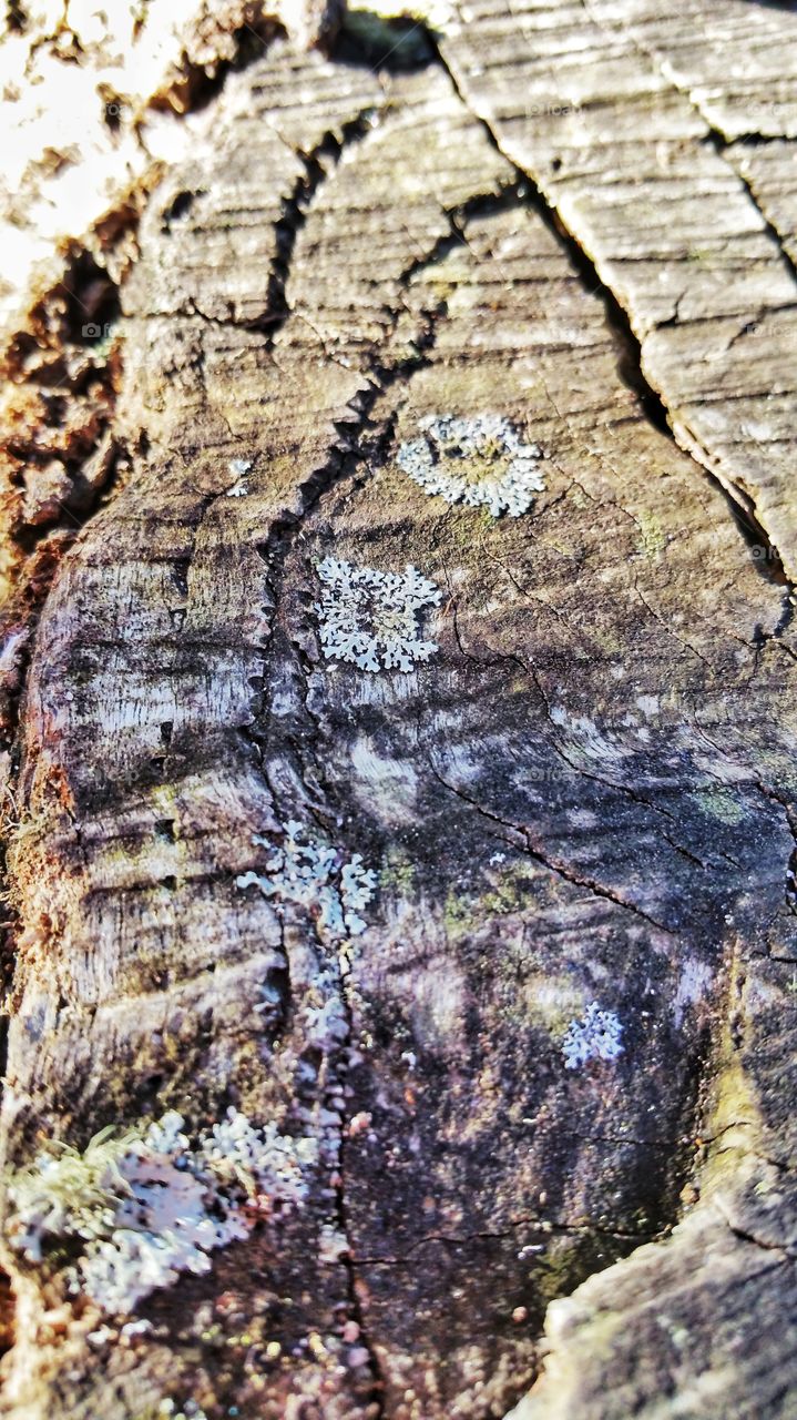 Fungus and moss growing on a damp cut-down decaying tree stump.