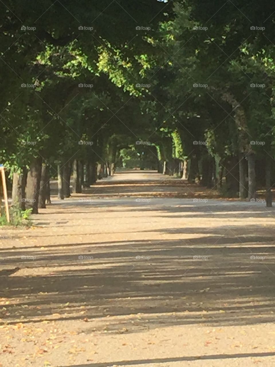 Tree lined path