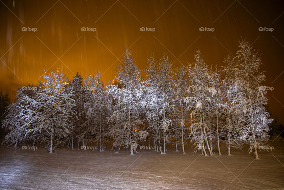 Winter night landscape with snowy trees