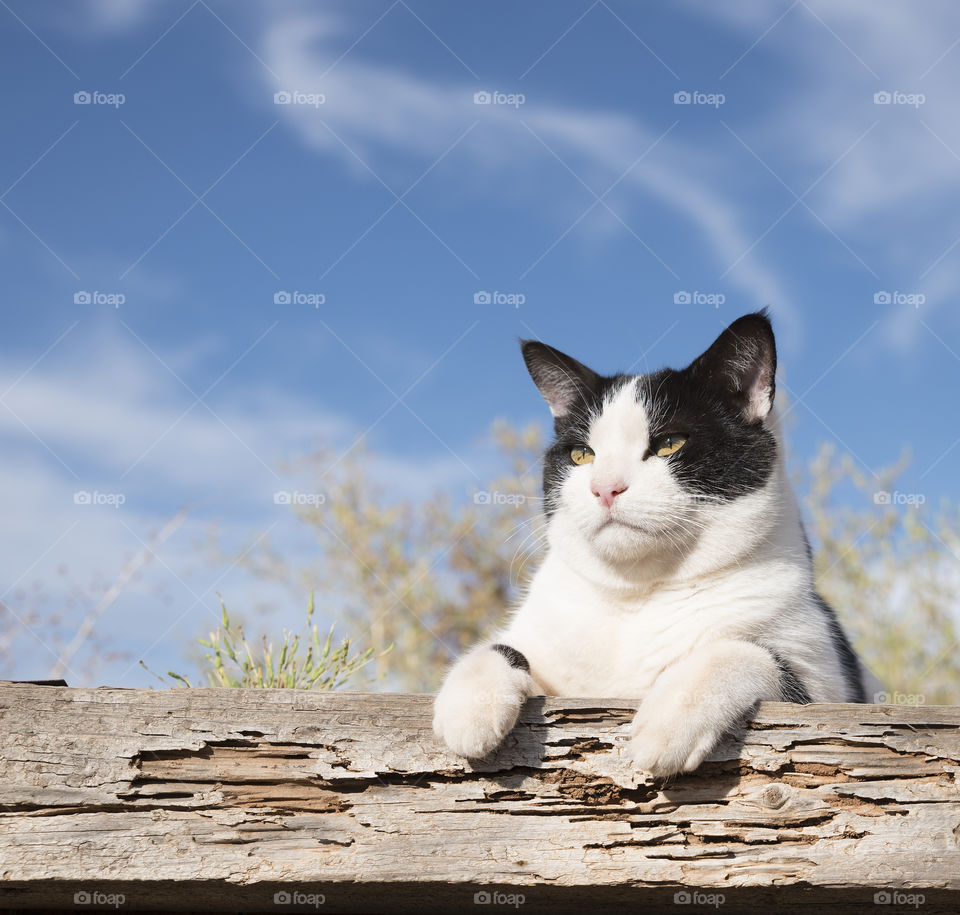 A black and white  pet cat sitting up high looking out at  his surroundings.
