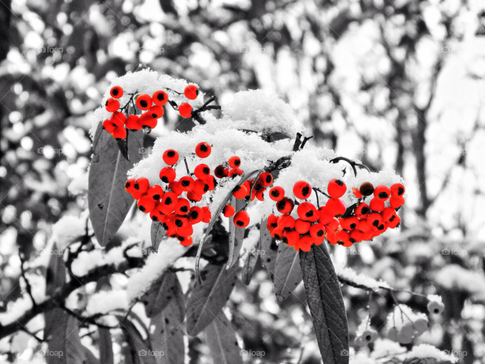 jesmond dene snow winter flower by Raid1968