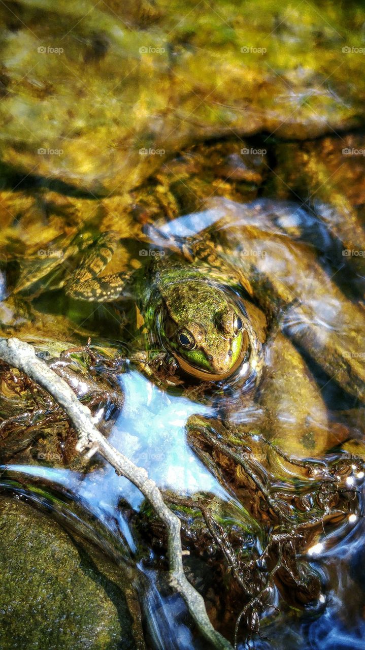 Floating frog