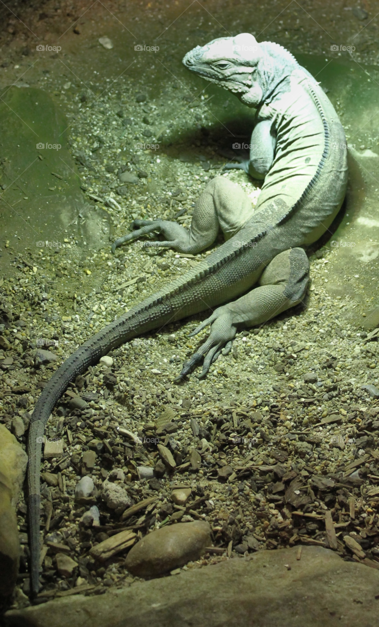 green texture tail spine by Fotofleeby