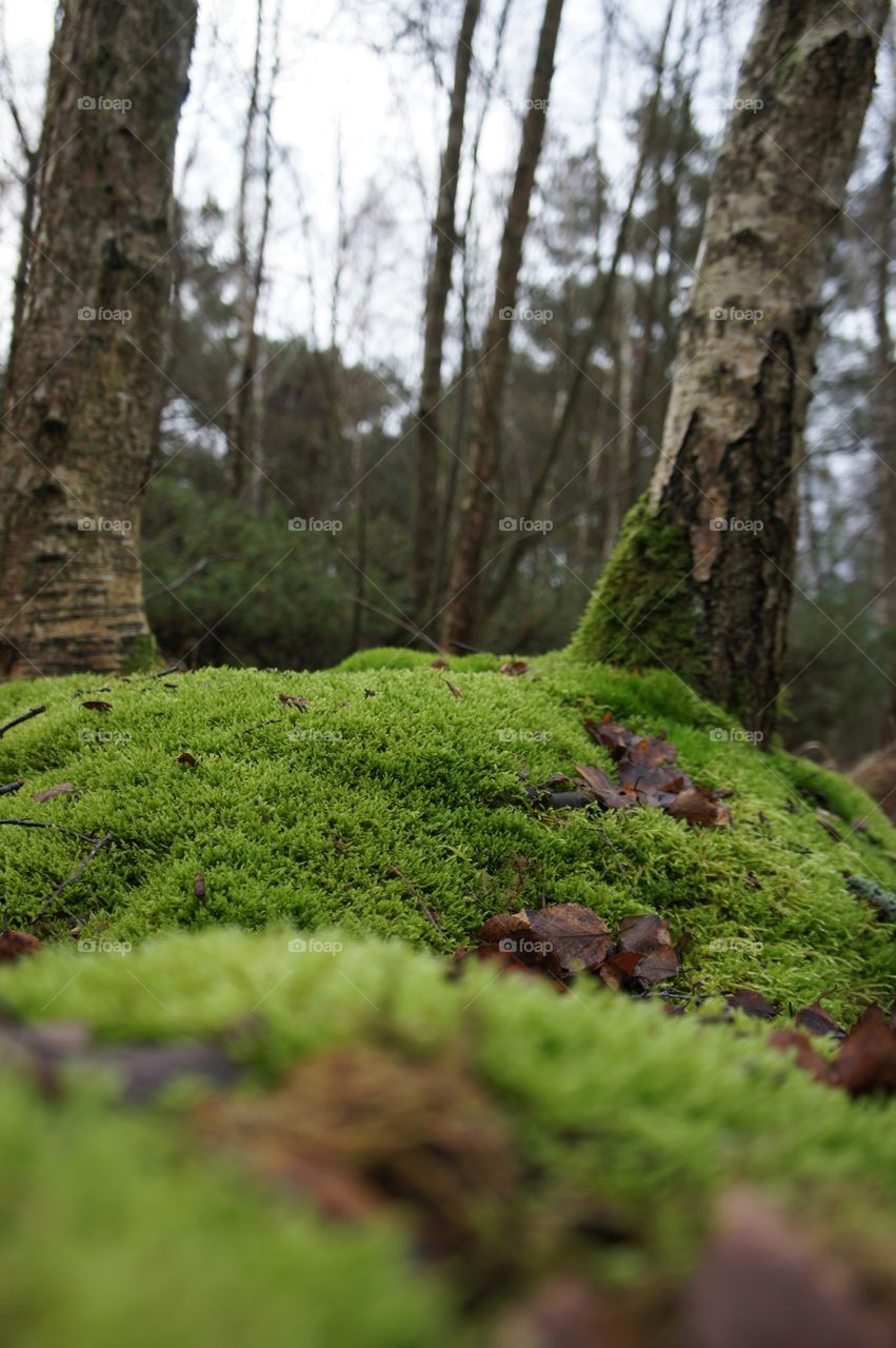 Wood, Nature, Tree, Outdoors, No Person