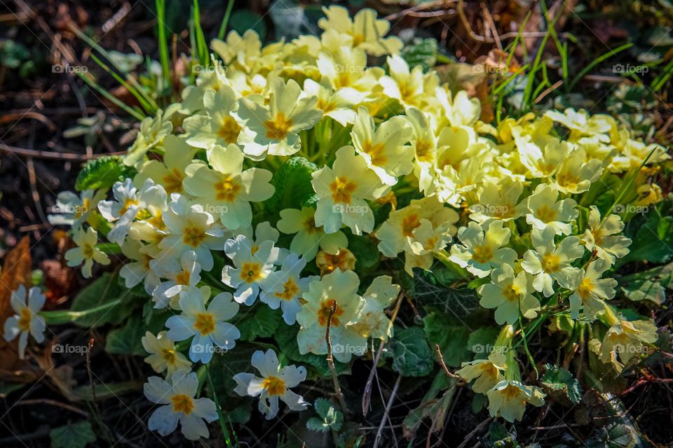 Yellow spring flowers