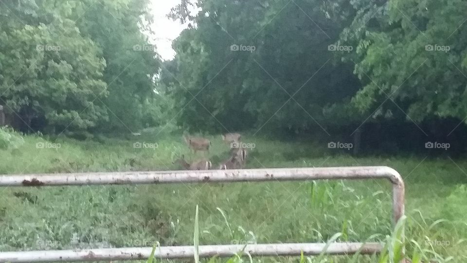 Deer in the greenway. Deer in a small green belt.