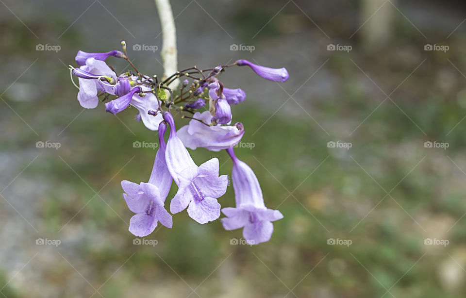 The beauty of purple flowers on the background blurry.