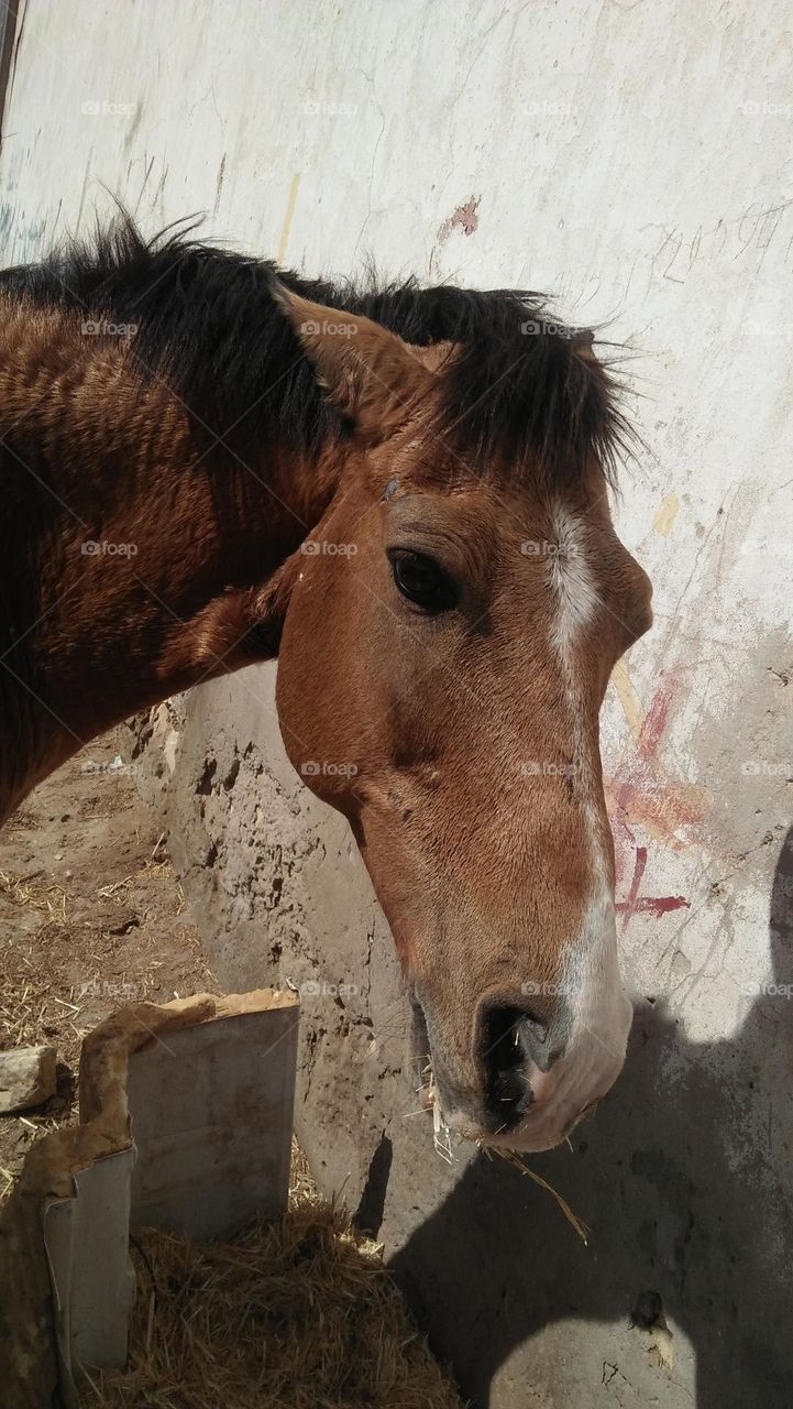 brown beautiful horse.