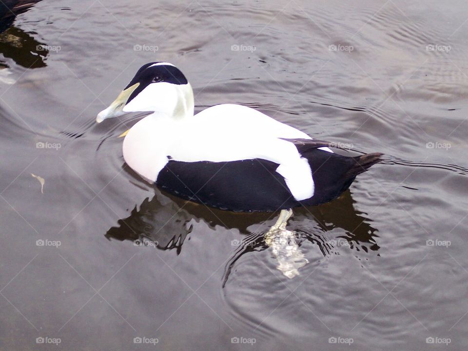 Eider Duck