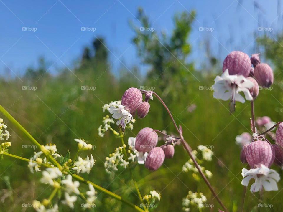 Sommer,  Sommer  ich liebe dich!!!