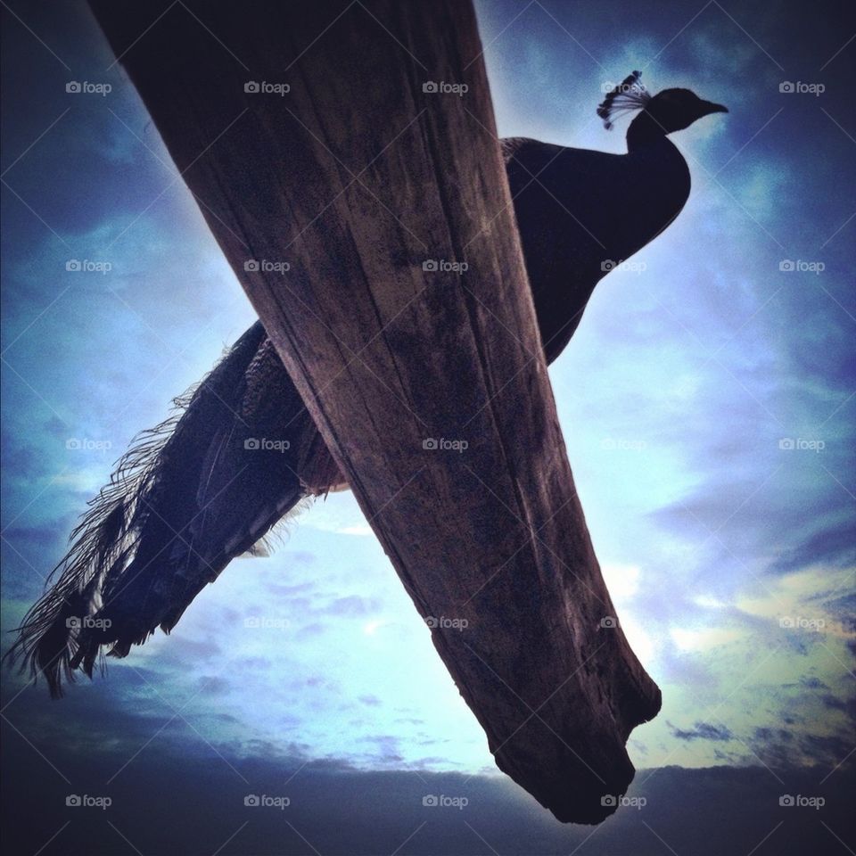 peacock by Avivalush