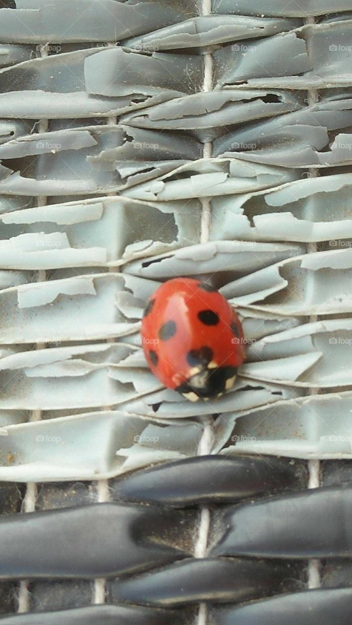 a red coccinelle