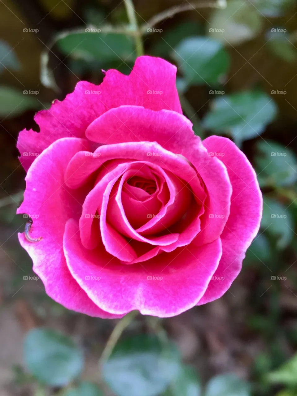 Rosa