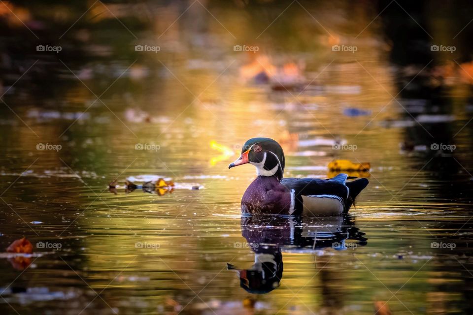 An autumn sunset with a wood duck. Raleigh, North Carolina. 