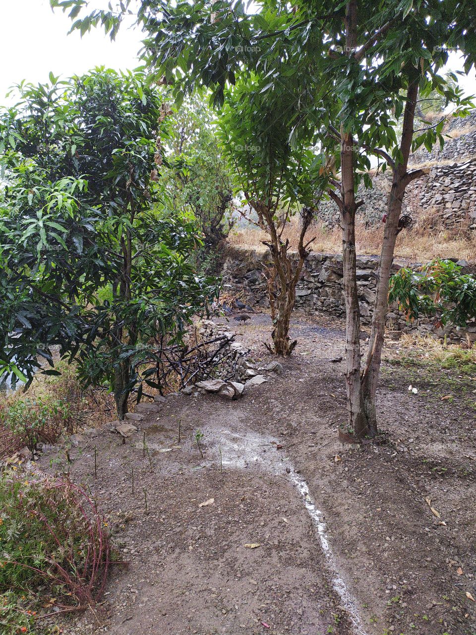 Terraced fields and trees