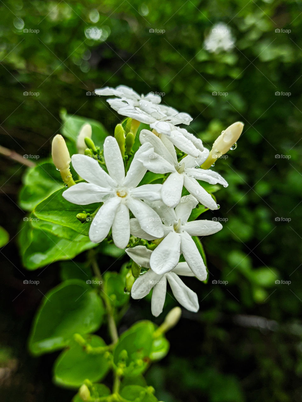 white Jasmin flower with a blur dark background after rain 🌧️