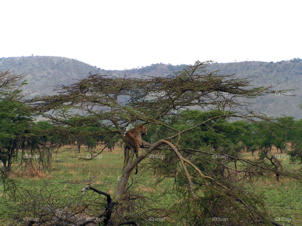 Leopard on a tree, Serengeti national park, Tanzania