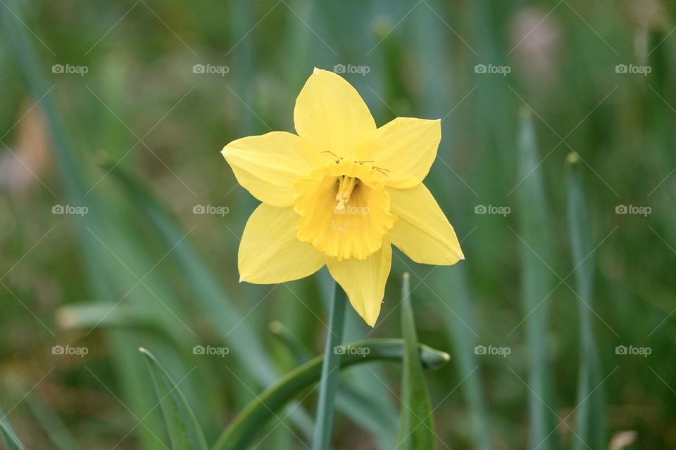 Photo of yellow flower narcissus. Background Daffodil narcissus with yellow buds and green leaves. High quality photo