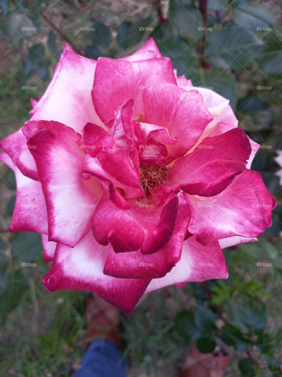 Pink Rose