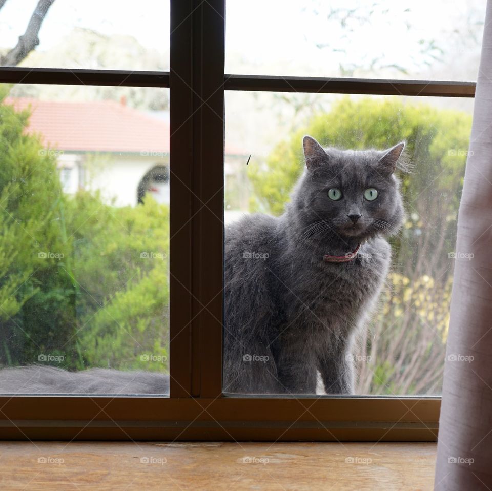 Gray cat looking by window