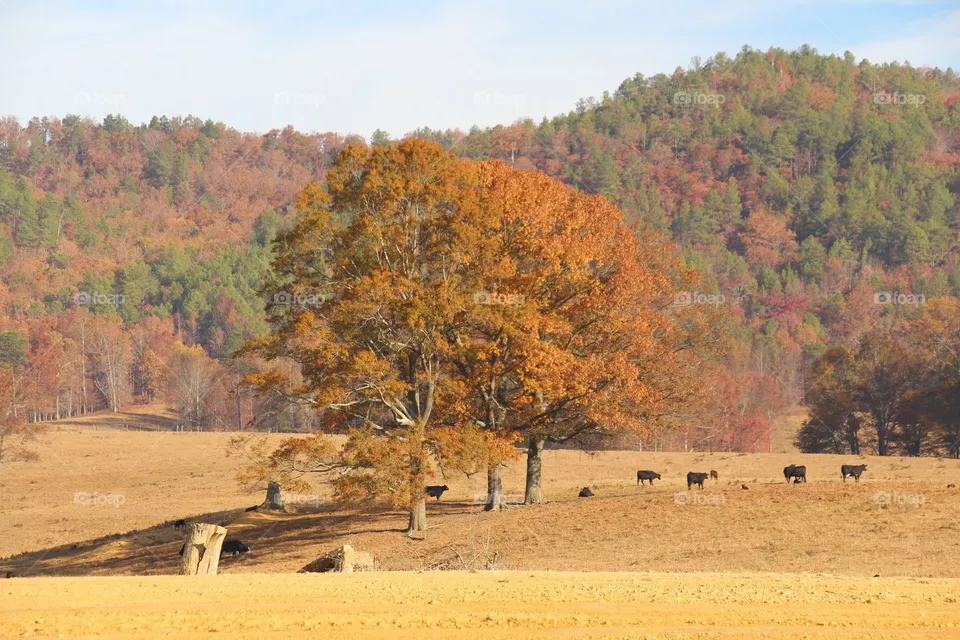Tree, Landscape, Fall, Nature, Outdoors