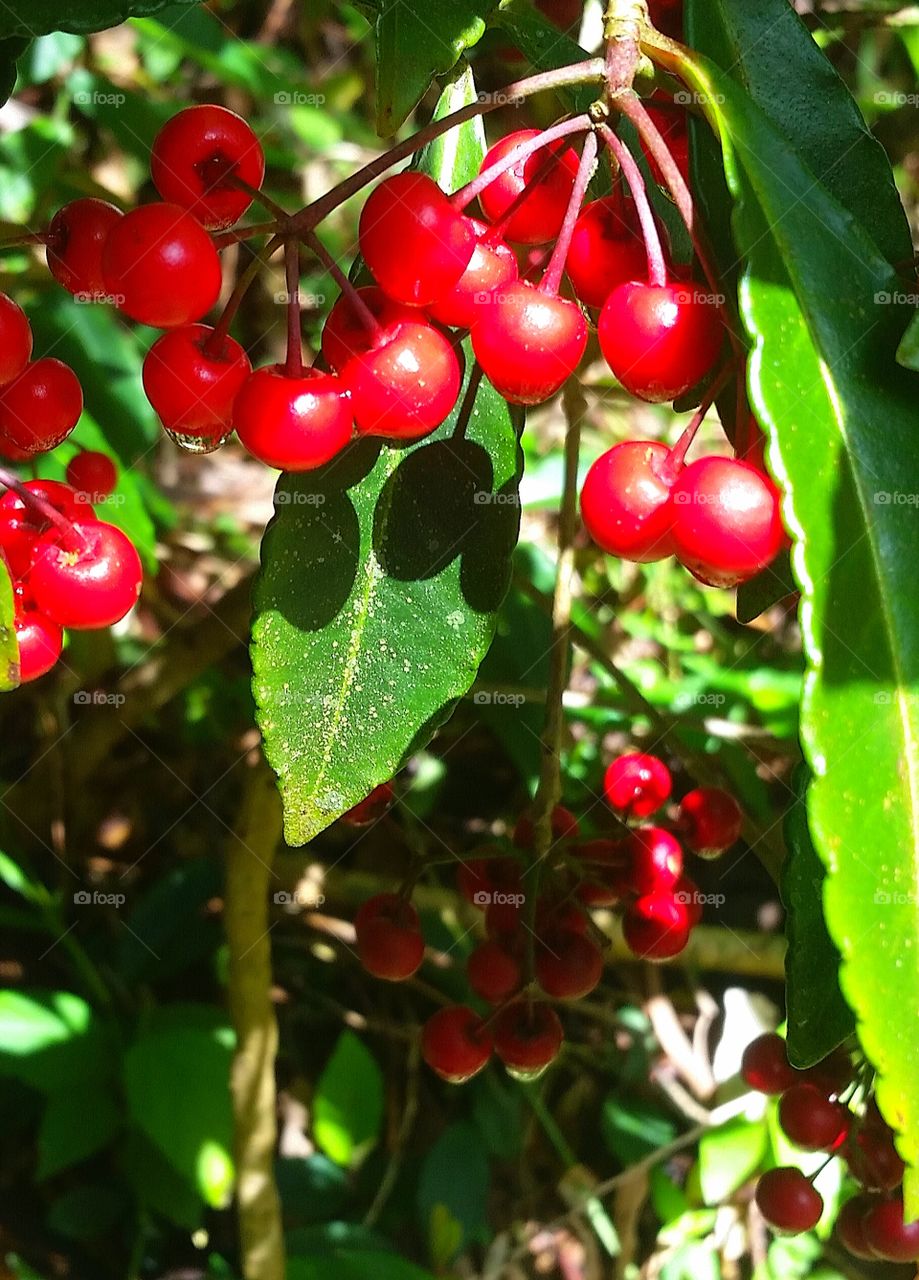 Beautiful red berries