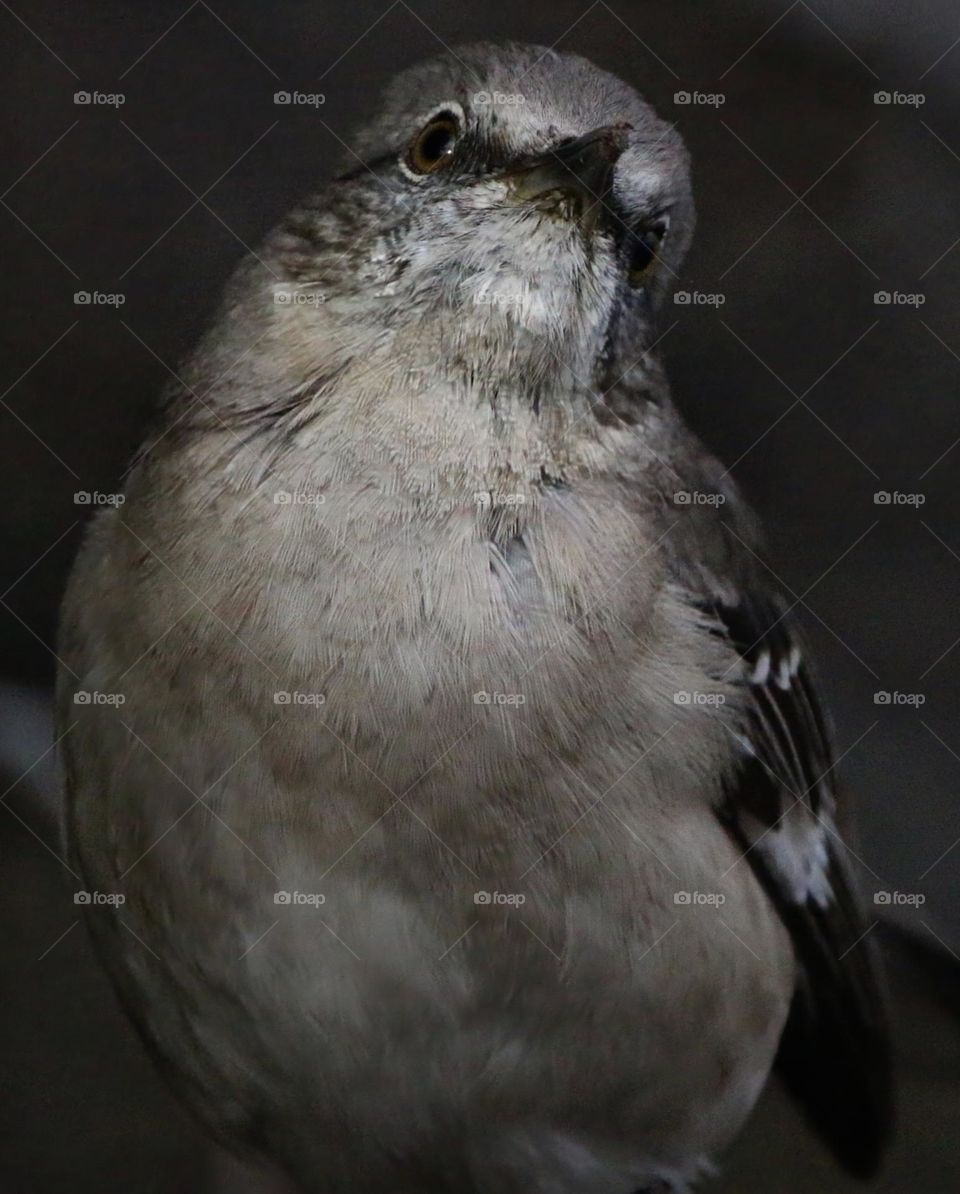 Mockingbird Looking at Bird Above
