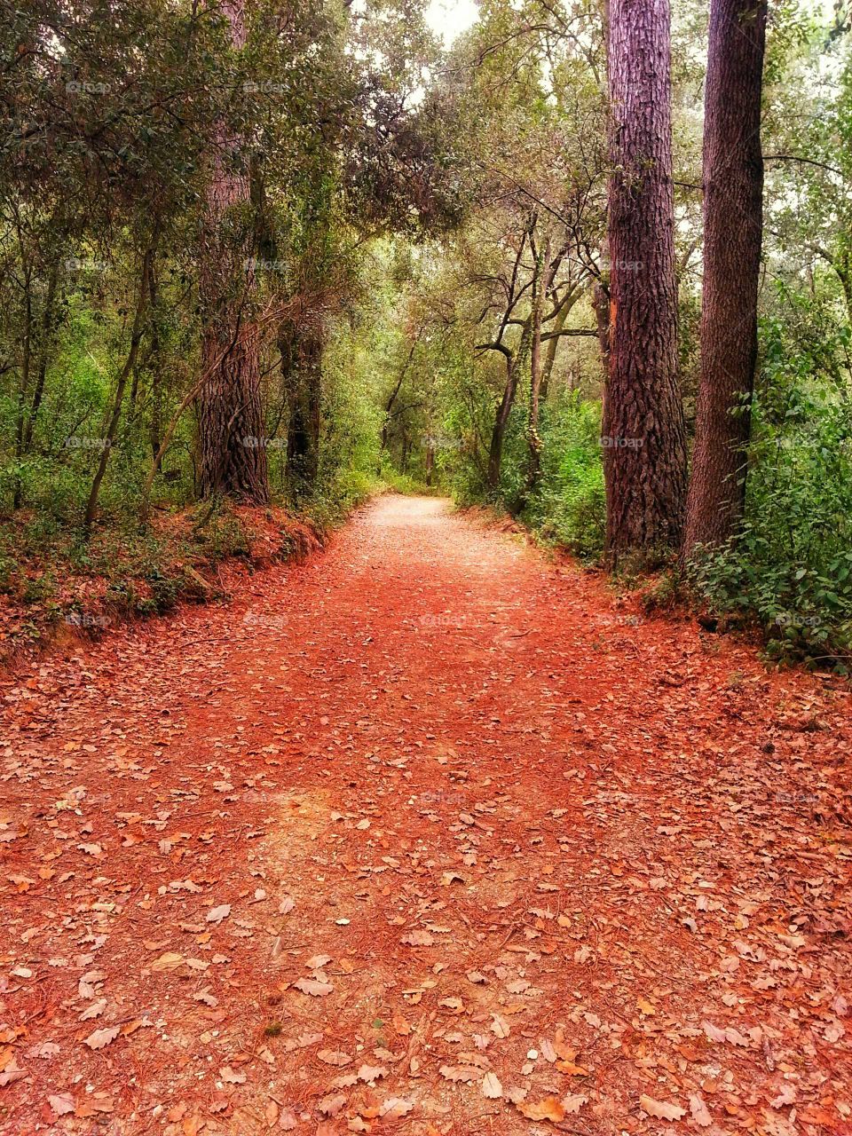 Autumn in the forest