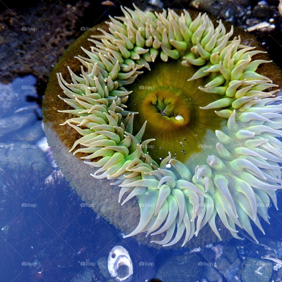 Anemone