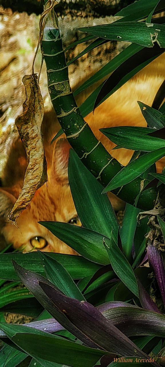 A beautiful cat hiding from me.